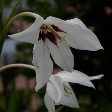 imgp0049-1