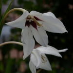 imgp0049-1